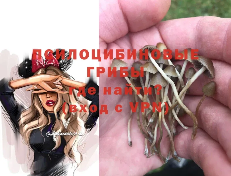 Псилоцибиновые грибы Magic Shrooms  Тюкалинск 